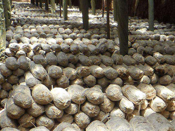 正確判斷菌種的優劣必須做到“望、聞、問、切”